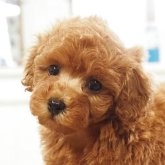 トイプードル(トイ)