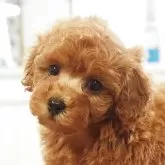 トイプードル(トイ)【愛知県・女の子・2025年9月30日・レッド】の写真1