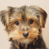 ヨークシャーテリア