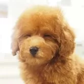 タイニープードル