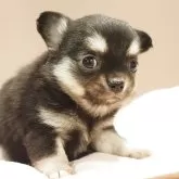 チワワ(ロング)