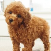 トイプードル(トイ)