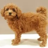 タイニープードル