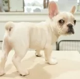 フレンチブルドッグ