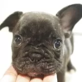 フレンチブルドッグ