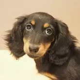 ミニチュアダックスフンド(ロング)【愛知県・女の子・2024年11月28日・ブラック&タン】の写真1「体重1.9㎏／欠点なしの優良子犬。」