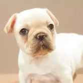 フレンチブルドッグ