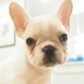 フレンチブルドッグ
