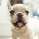 フレンチブルドッグ