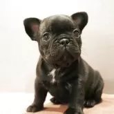 フレンチブルドッグ