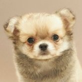 チワワ(ロング)