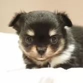 チワワ(ロング)