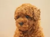 トイプードル(トイ)【愛知県・男の子・2024年10月10日・レッド】の写真2「やさしい性格おっとりタイプ。安心！遺伝性疾患対応(親犬全頭遺伝子検査済み)」