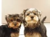 ヨークシャーテリア【愛知県・男の子・2025年7月23日・スチールブルー&タン】の写真3