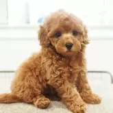 トイプードル(トイ)【愛知県・女の子・2025年9月30日・レッド】の写真3