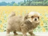 チワワ(ロング)【愛知県・男の子・2025年6月18日・レッド】の写真4