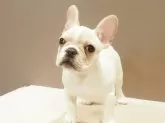 フレンチブルドッグ【愛知県・男の子・2025年7月17日・クリーム】の写真4