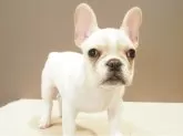 フレンチブルドッグ【愛知県・男の子・2025年7月17日・クリーム】の写真5