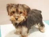 ヨークシャーテリア【愛知県・女の子・2025年7月23日・スチールブルー&タン】の写真5