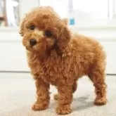 トイプードル(トイ)【愛知県・女の子・2025年9月30日・レッド】の写真6