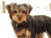 ヨークシャーテリア【愛知県・女の子・2025年7月23日・スチールブルー&タン】の写真7