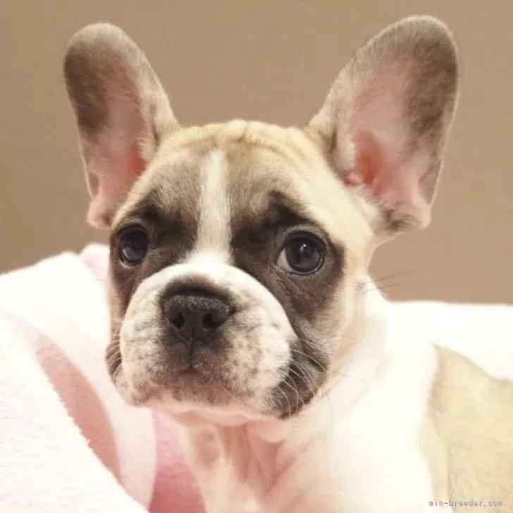 ID:2311-03807の子犬