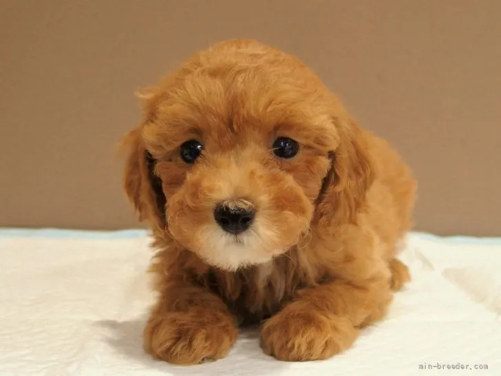 ID：2205-00403の子犬