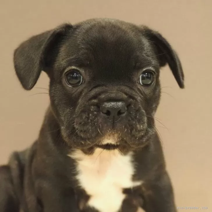 ID：2409-06103の子犬