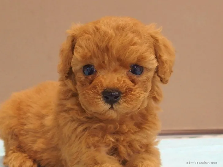 ID:2204-02281の子犬