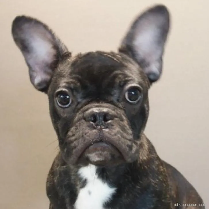 ID:2206-03445の子犬