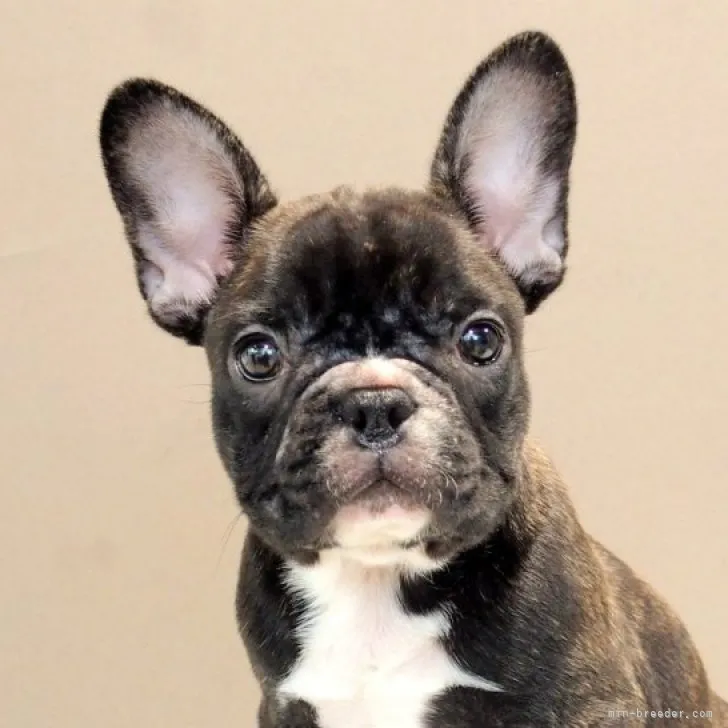 ID：2308-03811の子犬