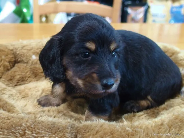 ID:2006-02723の子犬