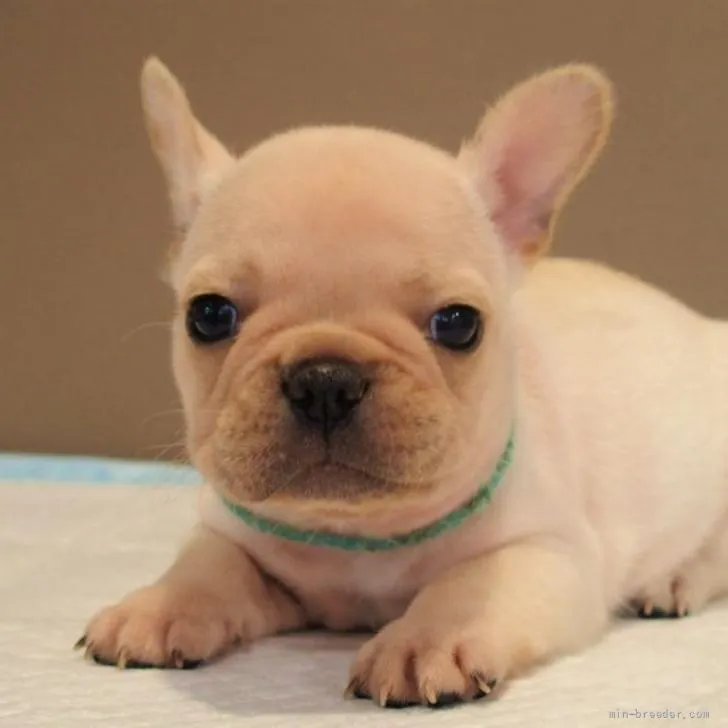 ID:2206-00371の子犬