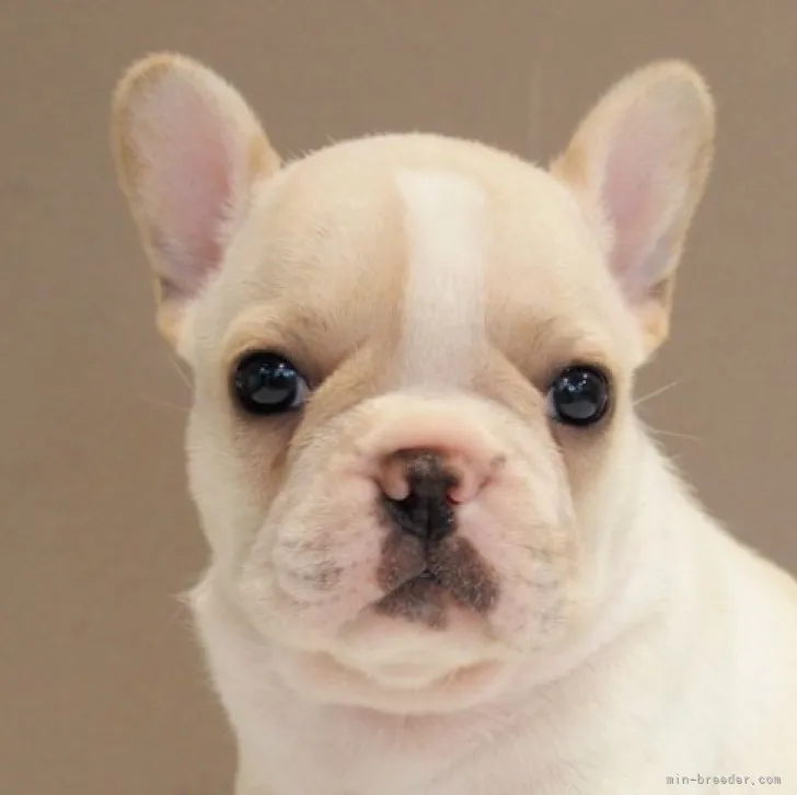 ID：2308-03831の子犬