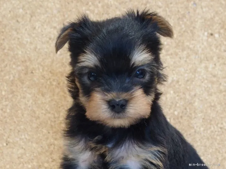 ID:2105-00257の子犬
