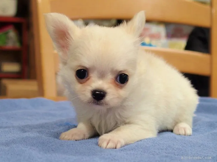 ID:1912-00053の子犬
