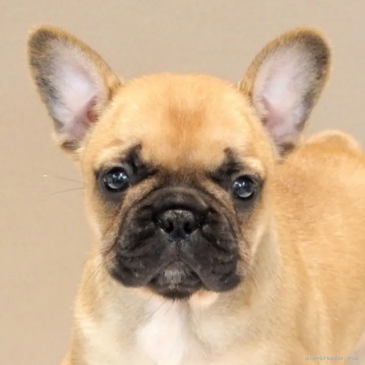 ID:2310-03098の子犬
