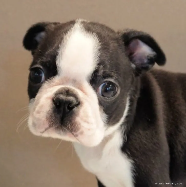 ID:2303-02989の子犬