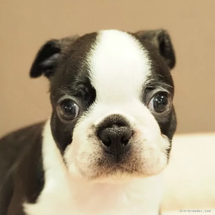 ボストンテリア【愛知県・男の子・2024年5月23日・ボストンカラー】の写真1