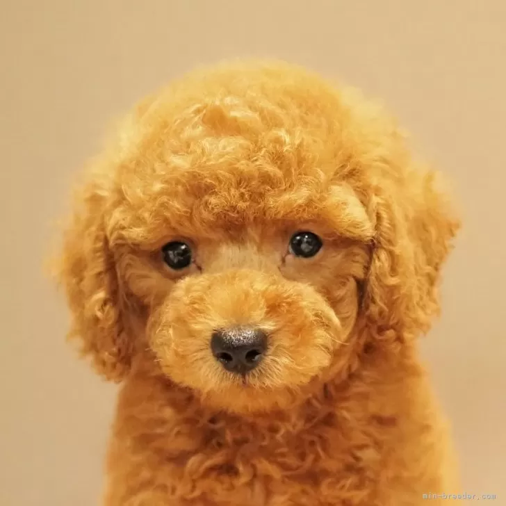 ID:2406-04528の子犬