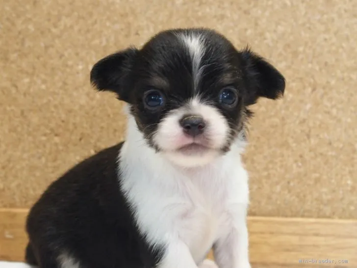 ID:2105-01453の子犬