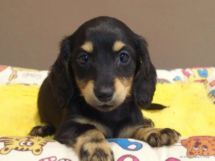 ID：2203-01617の子犬