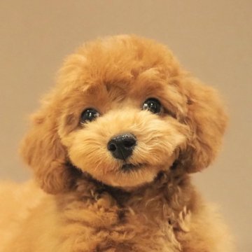 トイプードル(トイ)【愛知県・男の子・2024年7月16日・レッド】の写真「骨格しっかり健康でおっとりタイプのレッド男の子！」