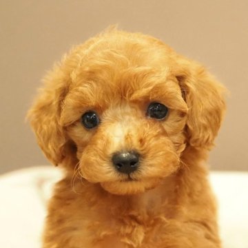 トイプードル(トイ)【愛知県・男の子・2024年7月16日・レッド】の写真「小振り健康!元気!愛嬌たっぷり！」