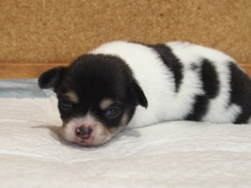 チワワ(ロング)【愛知県・男の子・2020年6月17日・ホワイト&ブラックタン】の写真「プリティチワワ一押しです！」