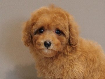 トイプードル(トイ)【愛知県・女の子・2021年9月23日・レッド】の写真「健康にすくすく育ってます。」
