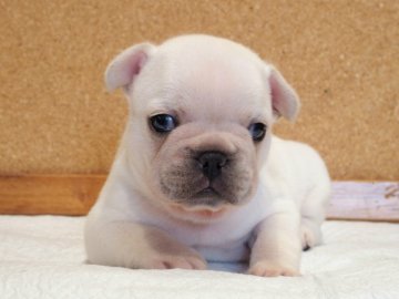 フレンチブルドッグ【愛知県・男の子・2021年5月20日・クリーム】の写真「健康かわいい!クリームのフレブル!」