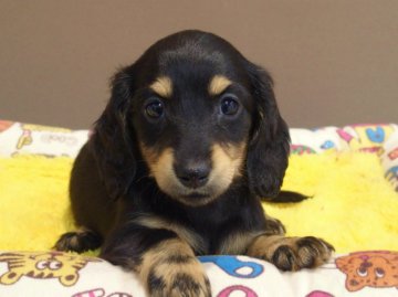 ミニチュアダックスフンド(ロング)【愛知県・女の子・2022年2月7日・ブラックタン】の写真「性格抜群、5匹兄妹のダックスフンド！」