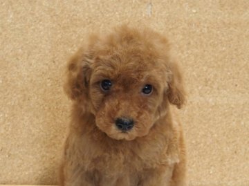 トイプードル(トイ)【愛知県・男の子・2021年3月18日・レッド】の写真「健康かわいいトイプードル！」