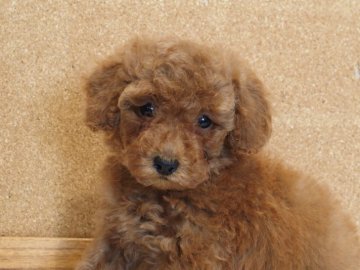 トイプードル(トイ)【愛知県・男の子・2021年3月18日・レッド】の写真「健康かわいいトイプードル！」